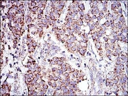 Prohibitin Antibody (5H7), Novus Biologicals:Antibodies:Primary Antibodies