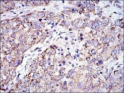 Prohibitin Antibody (5H7), Novus Biologicals:Antibodies:Primary Antibodies