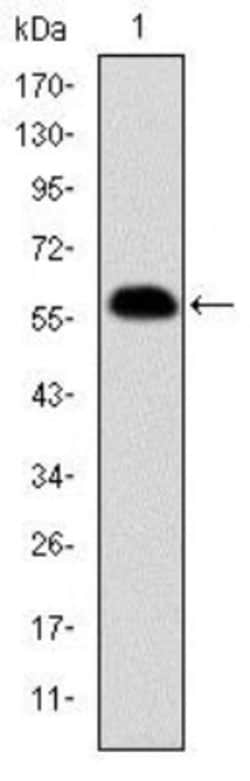 Prohibitin Antibody (5H7), Novus Biologicals:Antibodies:Primary Antibodies