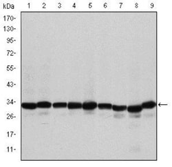 Prohibitin Antibody (5H7), Novus Biologicals:Antibodies:Primary Antibodies