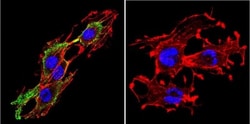 Prolactin R Antibody (T6) - Azide and BSA Free, Novus Biologicals 0.1mg;