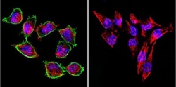 Prolactin R Antibody (T6) - Azide and BSA Free, Novus Biologicals 0.1mg;