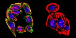 Prolactin R Antibody (T6) - Azide and BSA Free, Novus Biologicals 0.1mg;