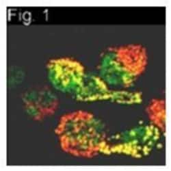 Prolactin R Antibody (T6) - Azide and BSA Free, Novus Biologicals 0.1mg;