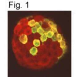 Prolactin R Antibody (U5), Novus Biologicals 0.025 mg, Unconjugated:Antibodies,