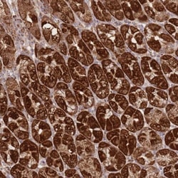 Prolyl Oligopeptidase/PREP Antibody, Novus Biologicals 25 &mu;L, Unlabeled:Antibodies,