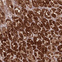 Prolyl Oligopeptidase/PREP Antibody, Novus Biologicals 25 &mu;L, Unlabeled:Antibodies,
