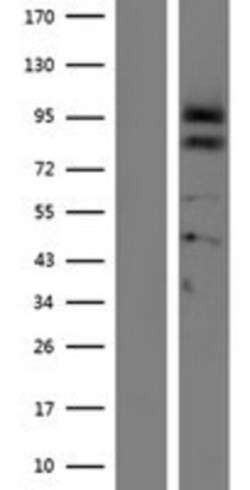 Novus Biologicals&trade;&nbsp;Proprotein convertase PC4 Overexpression Lysate