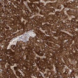 ProSAPiP1 Antibody, Novus Biologicals 0.1mL; Unlabeled:Antibodies, Polyclonal