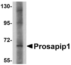 ProSAPiP1 Antibody - BSA Free, Novus Biologicals 0.1 mg | Buy Online | Novus Biologicals | Fisher Scientific
