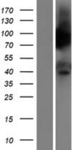 Novus Biologicals&trade;&nbsp;PTGER3 Overexpression Lysate