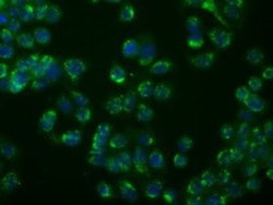PSP94/MSMB Antibody (OTI6C7), Novus Biologicals 0.1mL; Unlabeled:Antibodies,