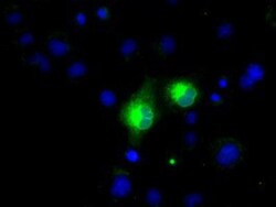 PSP94/MSMB Antibody (OTI6C7), Novus Biologicals 0.1mL; Unlabeled:Antibodies,