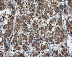 PSP94/MSMB Antibody (OTI6C7), Novus Biologicals 0.1mL; Unlabeled:Antibodies,