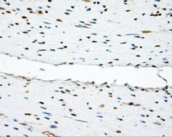 PSP94/MSMB Antibody (OTI6C7), Novus Biologicals 0.1mL; Unlabeled:Antibodies,