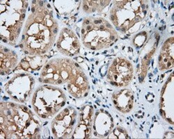 PSP94/MSMB Antibody (OTI6C7), Novus Biologicals 0.1mL; Unlabeled:Antibodies,