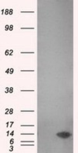 PSP94/MSMB Antibody (OTI6C7), Novus Biologicals 0.1mL; Unlabeled:Antibodies,