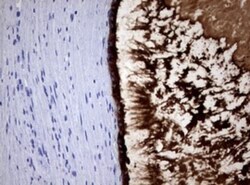 PSP94/MSMB Antibody (OTI3D5), Novus Biologicals 0.1mL; Unlabeled:Antibodies,