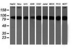 Proteasome 19S 10B Antibody (OTI1G6), Novus Biologicals 0.1mL; Unlabeled:Antibodies,