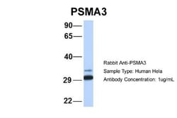 Proteasome 20S alpha 3 Antibody, Novus Biologicals 100&mu;L; Unlabeled:Antibodies,