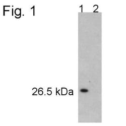 Proteasome 20S alpha 5 Antibody, Novus Biologicals 0.1mg; Unlabeled:Antibodies,
