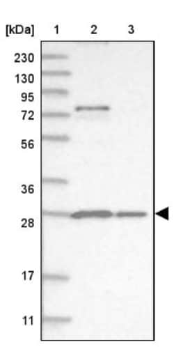 Pyruvate Dehydrogenase Kinase 1/PDK1 Antibody, Novus Biologicals:Antibodies:Primary