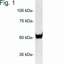 Proteasome 26S S5 Antibody - BSA Free, Novus Biologicals 0.1mg; Unlabeled:Antibodies,
