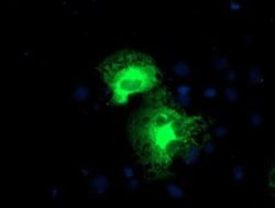 Proteasome 19S 10B Antibody (OTI1G6), Novus Biologicals 0.1mL; Unlabeled:Antibodies,