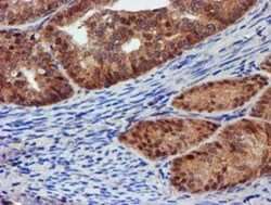 Proteasome 19S 10B Antibody (OTI1G6), Novus Biologicals 0.1mL; Unlabeled:Antibodies,