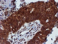 Proteasome 19S 10B Antibody (OTI1G6), Novus Biologicals 0.1mL; Unlabeled:Antibodies,