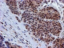 Proteasome 19S 10B Antibody (OTI1G6), Novus Biologicals 0.1mL; Unlabeled:Antibodies,
