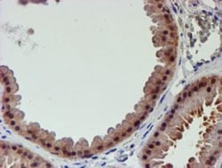 Proteasome 19S 10B Antibody (OTI1G6), Novus Biologicals 0.1mL; Unlabeled:Antibodies,