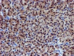 Proteasome 19S 10B Antibody (OTI1G6), Novus Biologicals 0.1mL; Unlabeled:Antibodies,