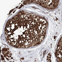 Proteasome beta 1 Antibody, Novus Biologicals:Antibodies:Primary Antibodies