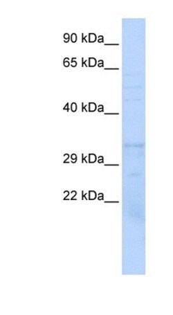 Proteasome beta 1 Antibody, Novus Biologicals:Antibodies:Primary Antibodies