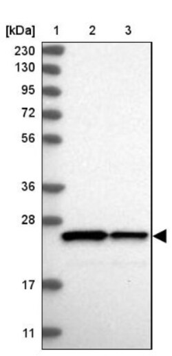Proteasome beta 1 Antibody, Novus Biologicals:Antibodies:Primary Antibodies