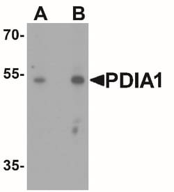 Protein Disulfide Isomerase/P4HB Antibody - BSA Free, Novus Biologicals