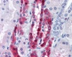 Protein Phosphatase inhibitor 1 Antibody, Novus Biologicals 0.025mg; Unlabeled:Antibodies,