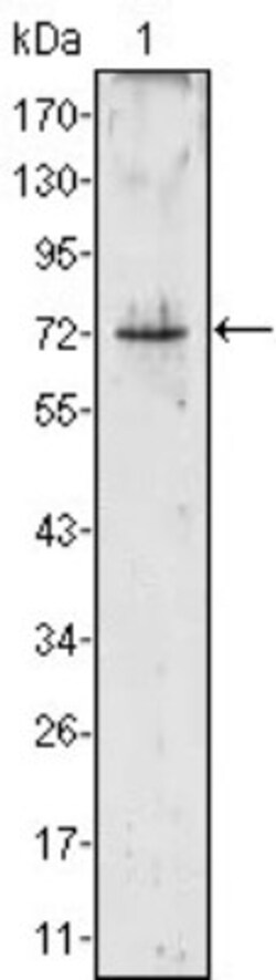 Proteinase 3/Myeloblastin/PRTN3 Antibody (3B4), Novus Biologicals 0.025