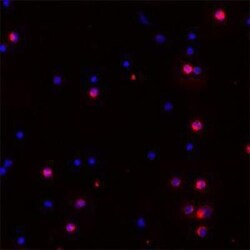 Proteinase 3/Myeloblastin/PRTN3 Antibody, Novus Biologicals:Antibodies:Primary