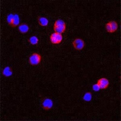 Proteinase 3/Myeloblastin/PRTN3 Antibody, Novus Biologicals:Antibodies:Primary