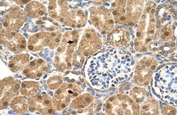 Protein Disulfide Isomerase/P4HB Antibody, Novus Biologicals 0.05mg; Unlabeled:Antibodies,