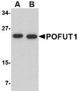 Protein O-Fucosyltransferase 1/POFUT1 Antibody - BSA Free, Novus Biologicals 0.025 mg | Buy Online | Novus Biologicals | Fisher Scientific