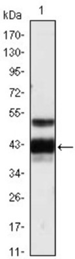 Protein Z Antibody (2B4), Novus Biologicals 0.025 mL, Unconjugated:Antibodies,
