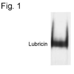 Lubricin/PRG4 Antibody, Novus Biologicals 100 &mu;g | Buy Online | Novus Biologicals | Fisher Scientific
