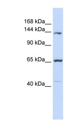 Protocadherin-12 Antibody, Novus Biologicals 100 &mu;L | Buy Online | Novus Biologicals | Fisher Scientific