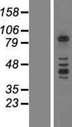 Novus Biologicals&trade;&nbsp;Protocadherin beta 3 Overexpression Lysate