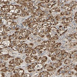 protocadherin beta 4 Antibody, Novus Biologicals:Antibodies:Primary Antibodies