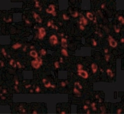 Protocadherin-18 Antibody - BSA Free, Novus Biologicals 0.025 mg, Unconjugated:Antibodies,