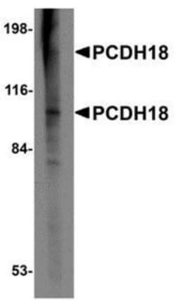 Protocadherin-18 Antibody - BSA Free, Novus Biologicals:Antibodies:Primary